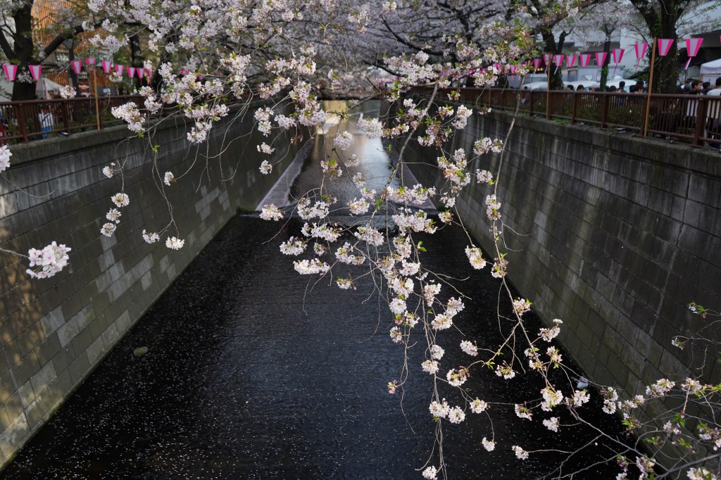 naka_meguro_sakura